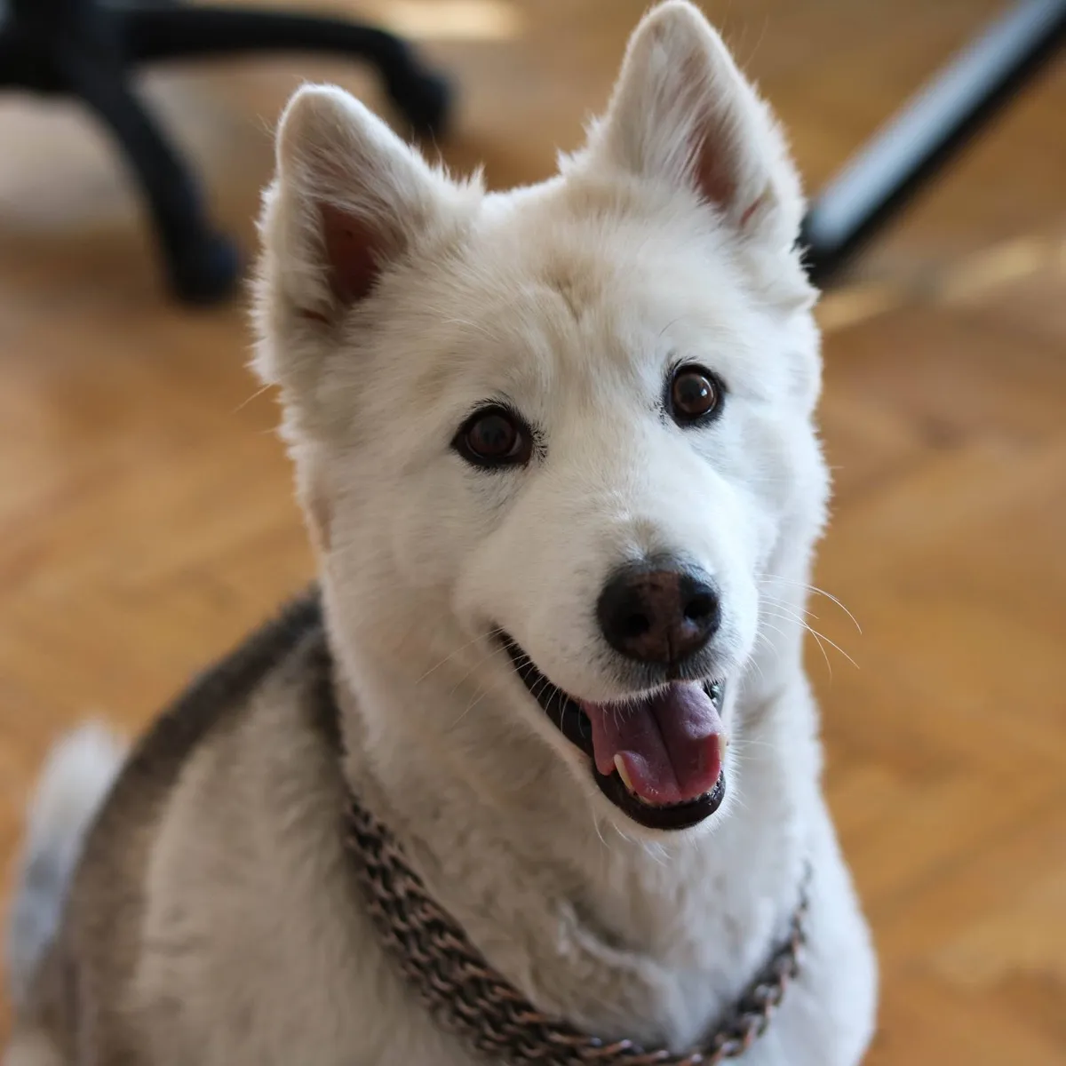 Stüdyonun köpeği Kayra, ofiste